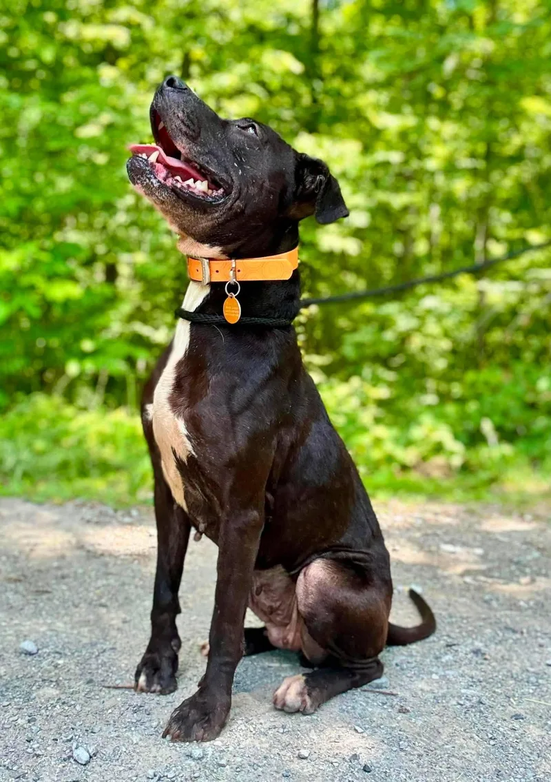 A young medium-sized female Black Labrador Retriever dog named Harper for adoption in Waverly, TN