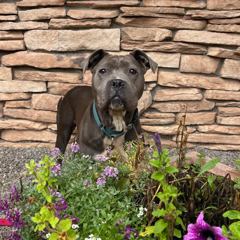 An adult medium-sized female Gray / Blue / Silver Mixed Breed dog named Mya for adoption in Fairport, NY