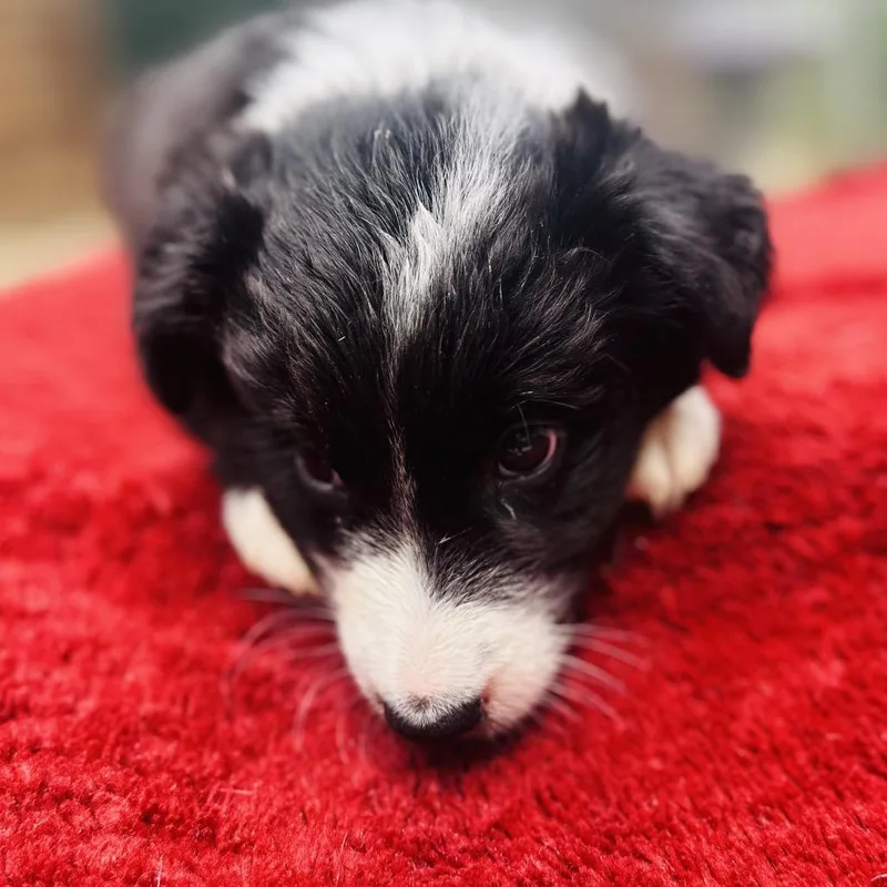 A baby medium-sized female Black Border Collie dog named Sweet Caroline for adoption in Point Richmond, CA