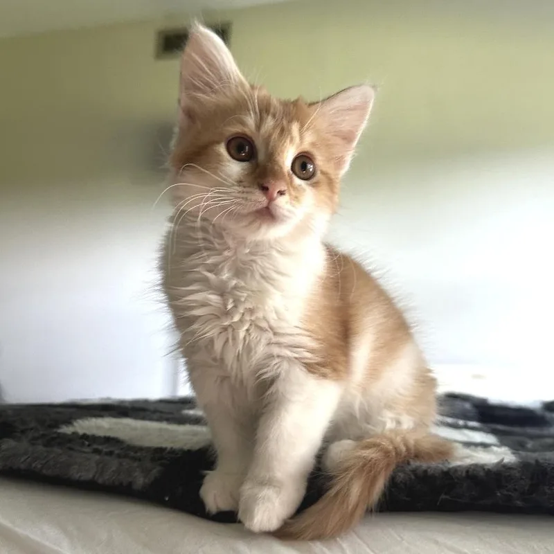 A baby small-sized female Orange / Red Domestic Medium Hair cat named Sloane for adoption in Brownsboro, AL