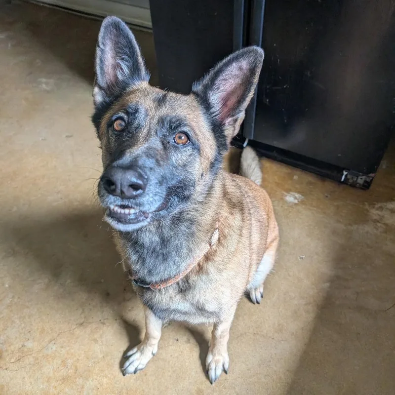 An adult large-sized female Yellow / Tan / Blond / Fawn Belgian Shepherd / Malinois dog named Ember for adoption in Fredericksburg, TX