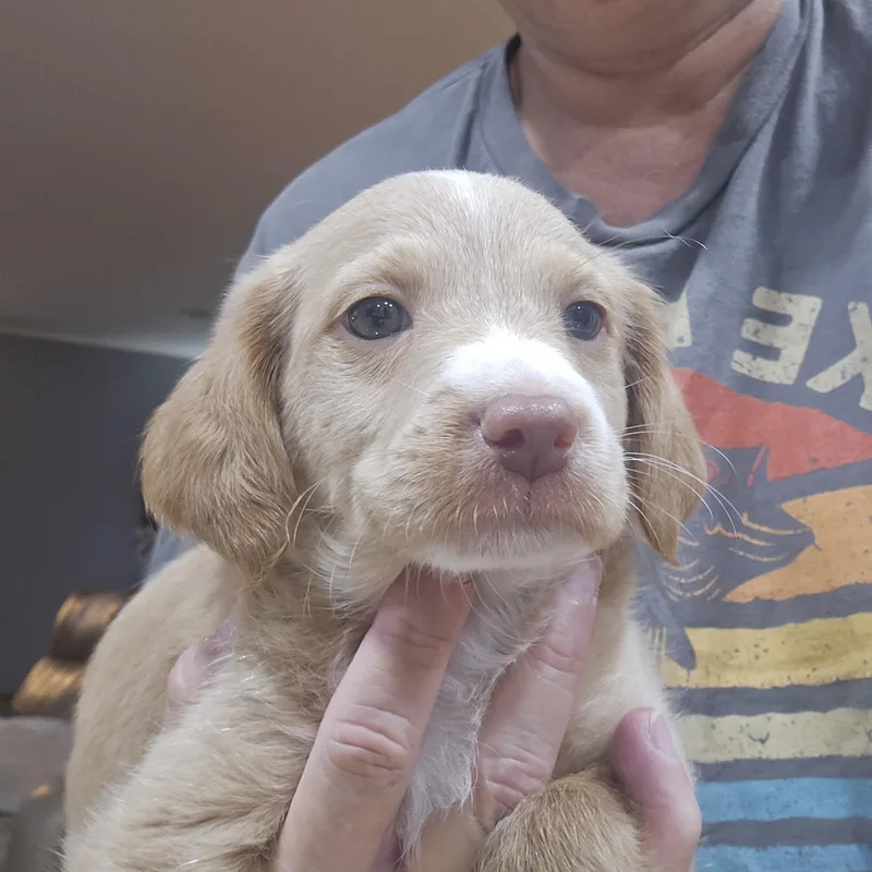 A baby medium-sized male Labradoodle dog named Munson for adoption in Cumming, GA