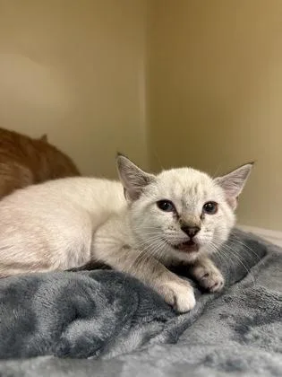 A young small-sized female Domestic Short Hair cat named Serrano for adoption in King William, VA