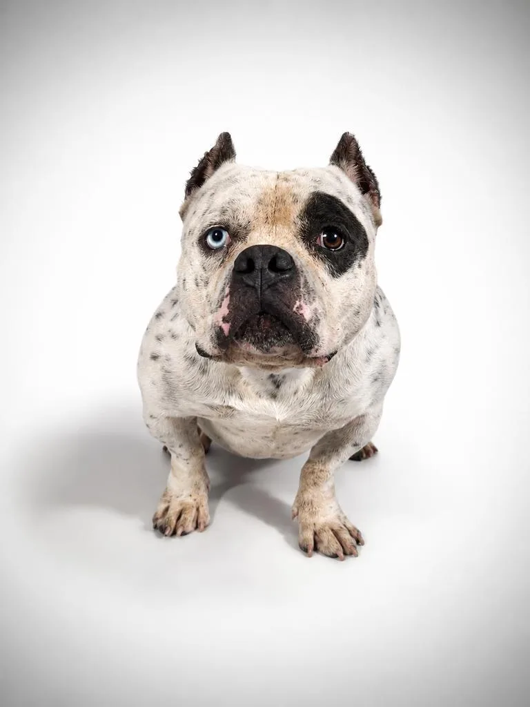 A young medium-sized male Mixed Breed dog named Franklin 🔵 for adoption in Florence, SC