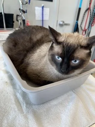 An adult large-sized male Domestic Short Hair cat named Simon for adoption in Lafayette, IN
