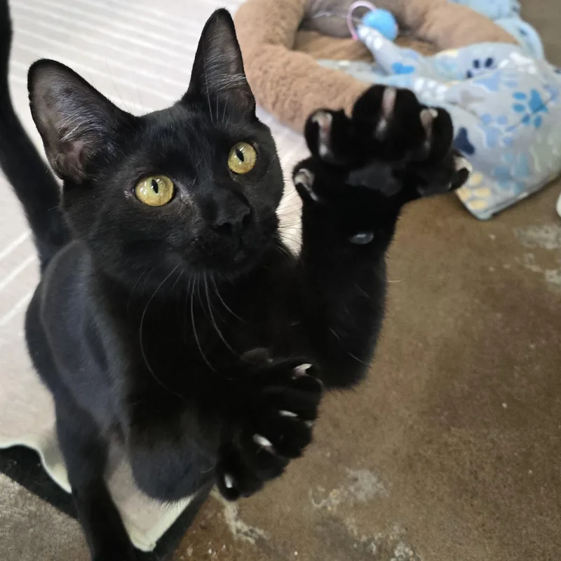 Thunder thumbnail 4