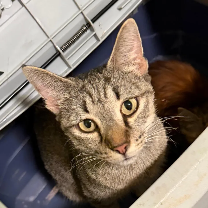 An adult medium-sized female Gray / Blue / Silver Domestic Short Hair cat named Momma Mia for adoption in Sequatchie, TN