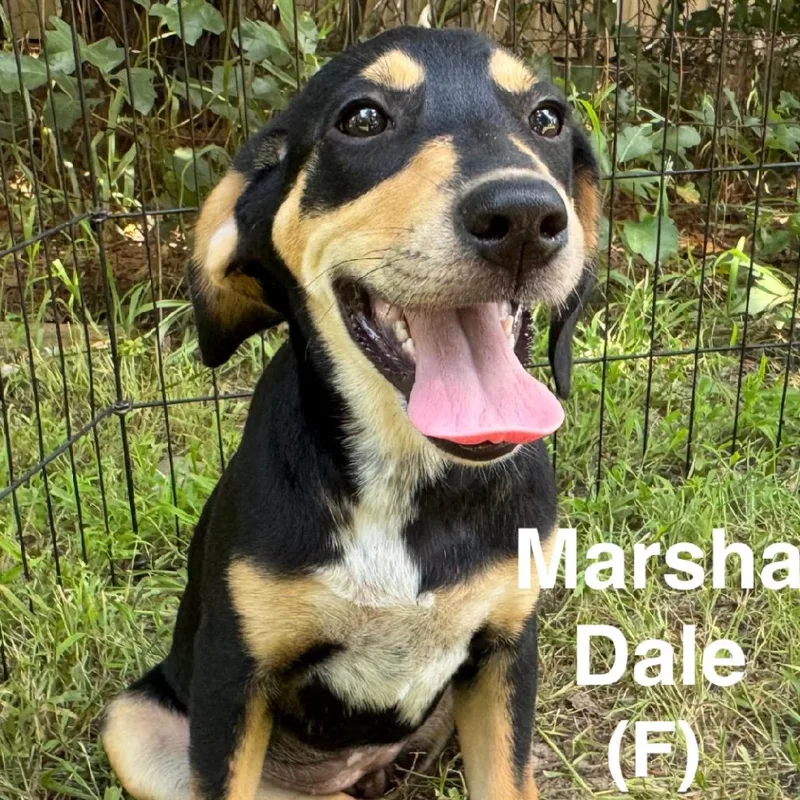Marsha Dale