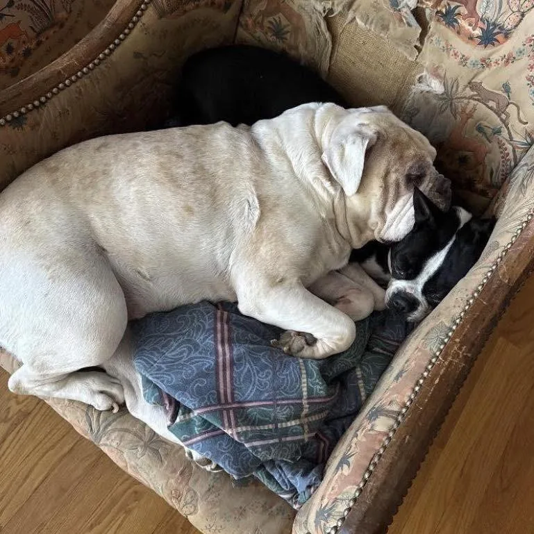 A senior large-sized female White / Cream English Bulldog dog named Kamyla for adoption in Winchester, VA