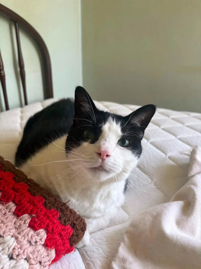 A senior large-sized male Domestic Short Hair cat named Dave for adoption in Fond Du Lac, WI