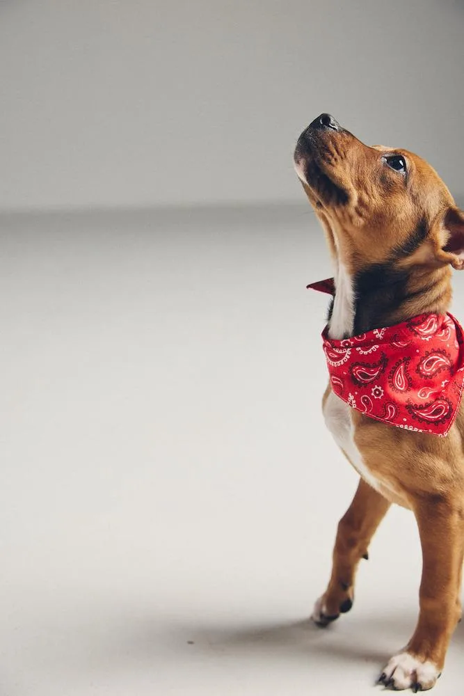 A baby large-sized female Brown / Chocolate Labrador Retriever dog named Nutty for adoption in Pottstown, PA