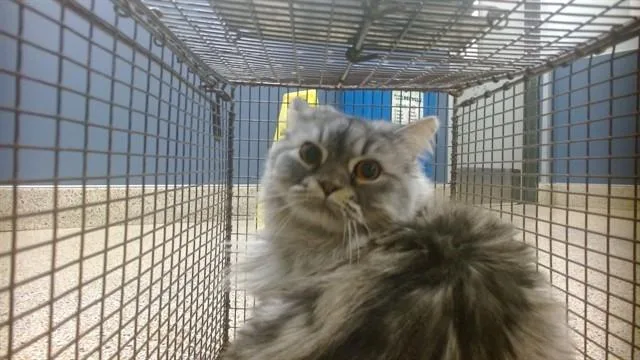 An adult small-sized male Domestic Long Hair cat named Argent for adoption in Miami, FL