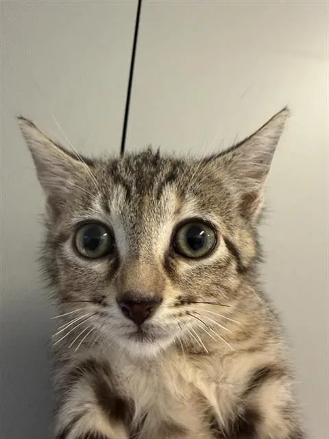 A baby small-sized female Domestic Short Hair cat named Hannah for adoption in Houston, TX