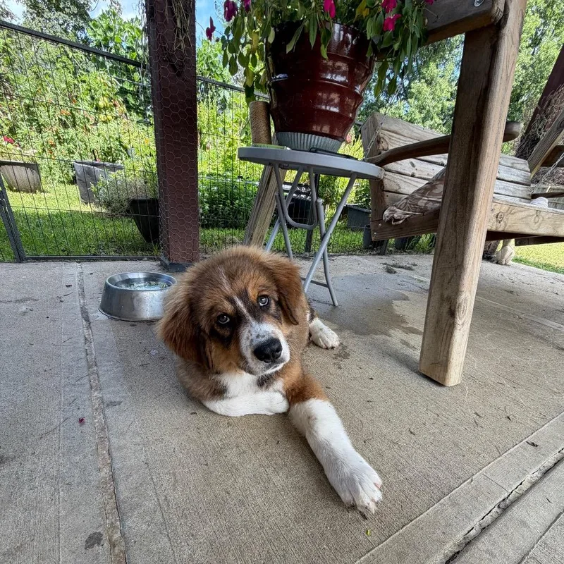 A baby extra large-sized male Bernese Mountain Dog dog named Archie for adoption in Farmersville, OH