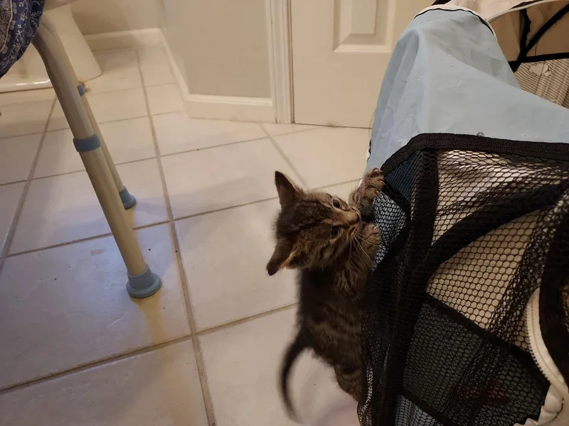 Poseidon thumbnail 2