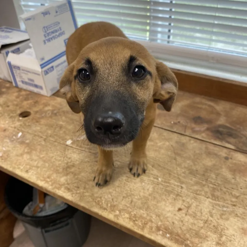 A baby medium-sized female Brown / Chocolate Mixed Breed dog named Lola bunny for adoption in West Palm Beach, FL