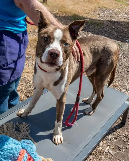 An adult large-sized male Mixed Breed dog named Arbor for adoption in Chamblee, GA