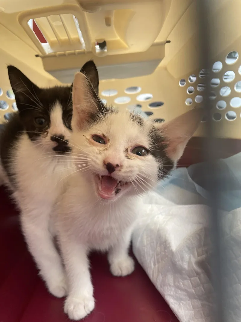 A baby medium-sized female Black & White / Tuxedo Domestic Short Hair cat named Jersey Girl for adoption in Trenton, NJ