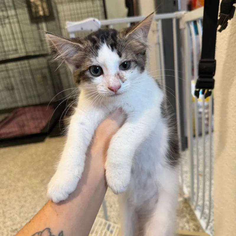 A baby small-sized female Brown / Chocolate Domestic Short Hair cat named Willow for adoption in Port Charlotte, FL