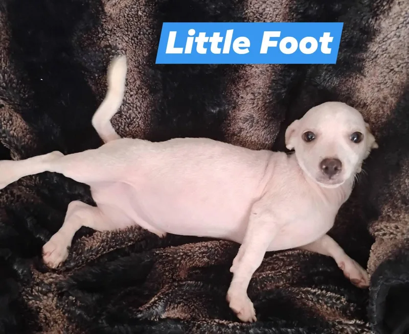 A baby small-sized male Chihuahua dog named Little foot for adoption in Winter haven, FL