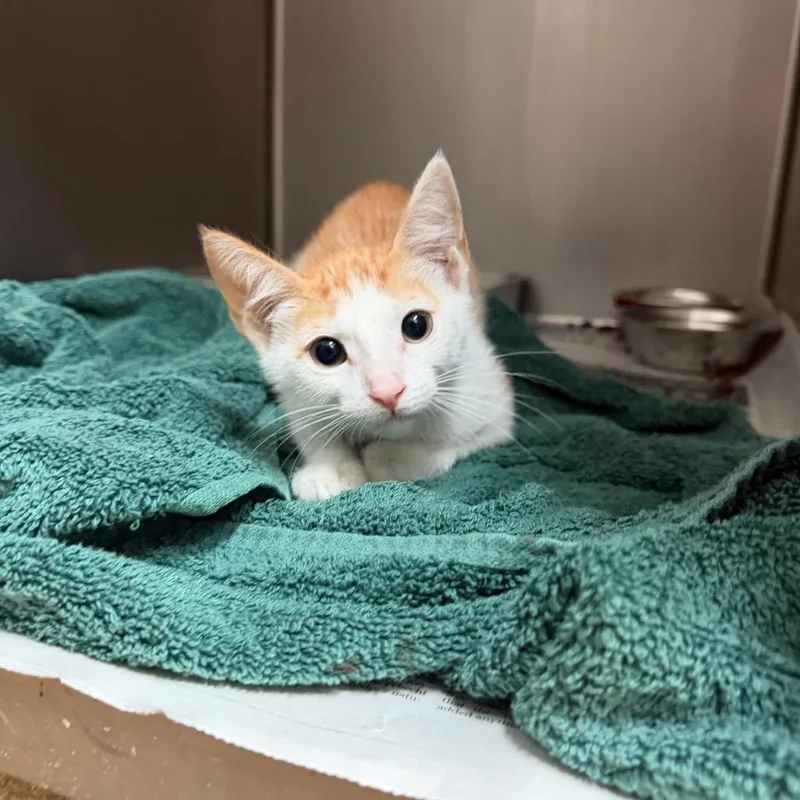 A baby small-sized male Orange / Red Domestic Short Hair cat named Pine for adoption in Corpus Christi, TX