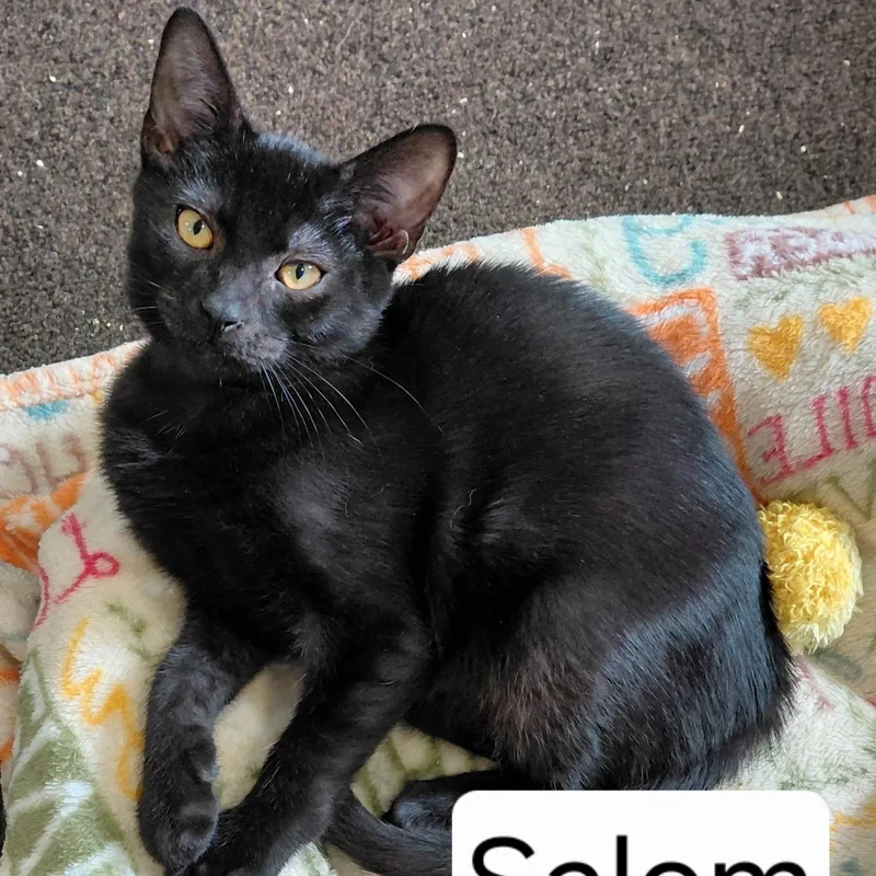 Salem