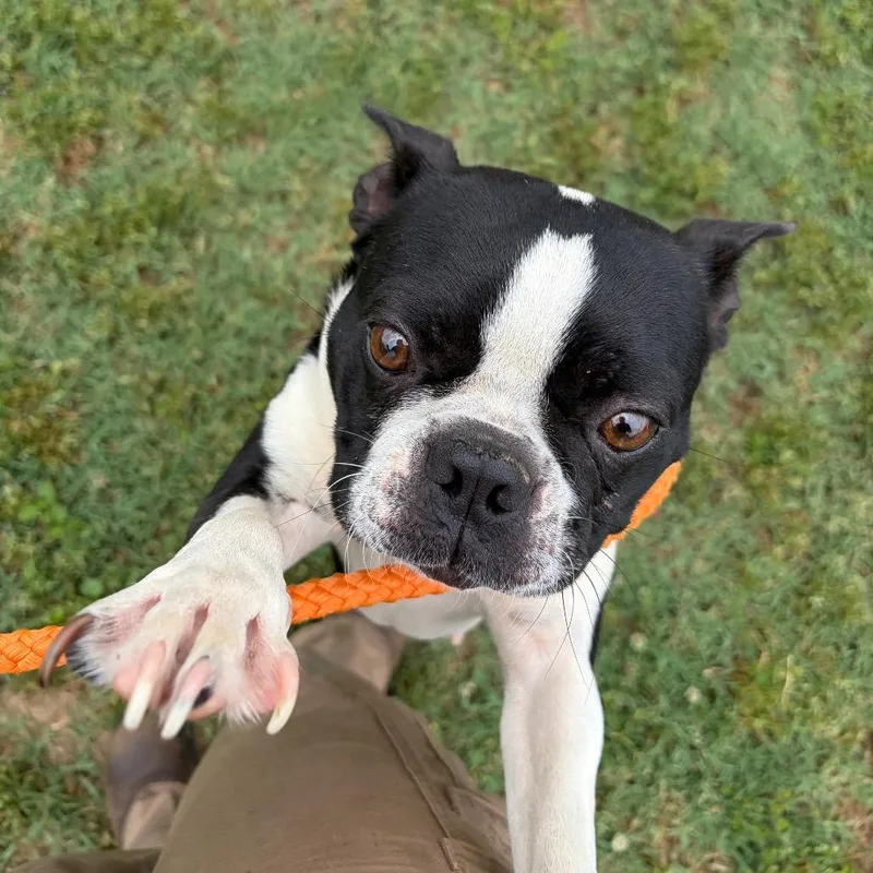 An adult small-sized female Black Mixed Breed dog named Tipsy for adoption in Chattanooga, TN