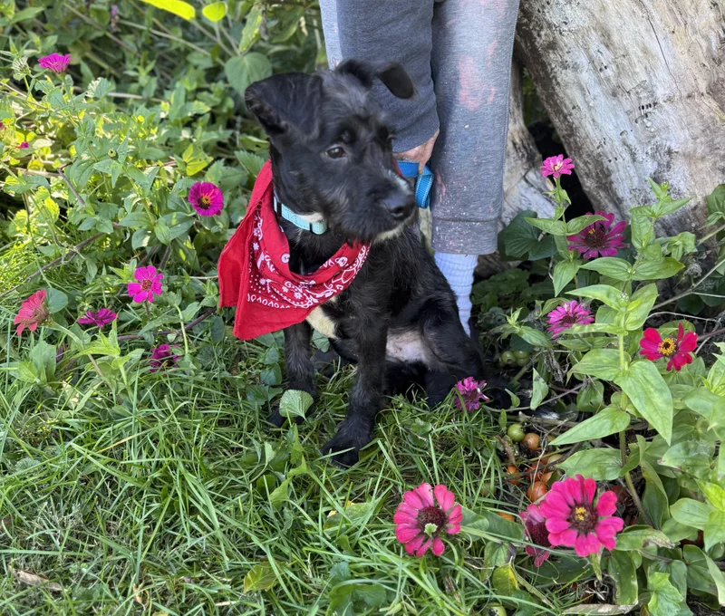 A baby medium-sized male Black Schnauzer dog named Tramp for adoption in White Lake, MI