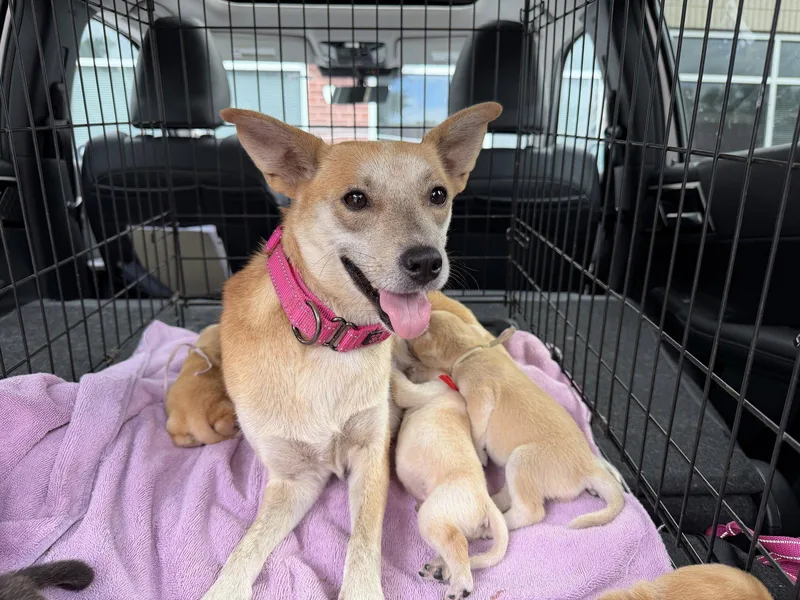 An adult small-sized female Spitz dog named Foxy for adoption in Holly Springs, NC