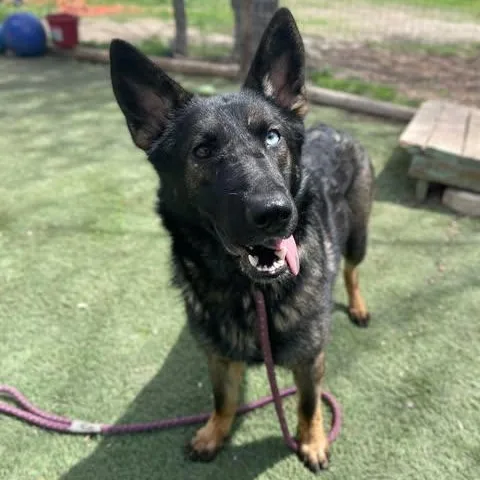 A young medium-sized female Black German Shepherd Dog dog named Sloan for adoption in Center Point, TX