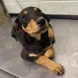 A baby medium-sized female Doberman Pinscher dog named Frida for adoption in Red Bluff, CA