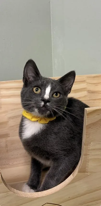 A baby medium-sized female Domestic Short Hair cat named Irish Cream for adoption in Picayune, MS