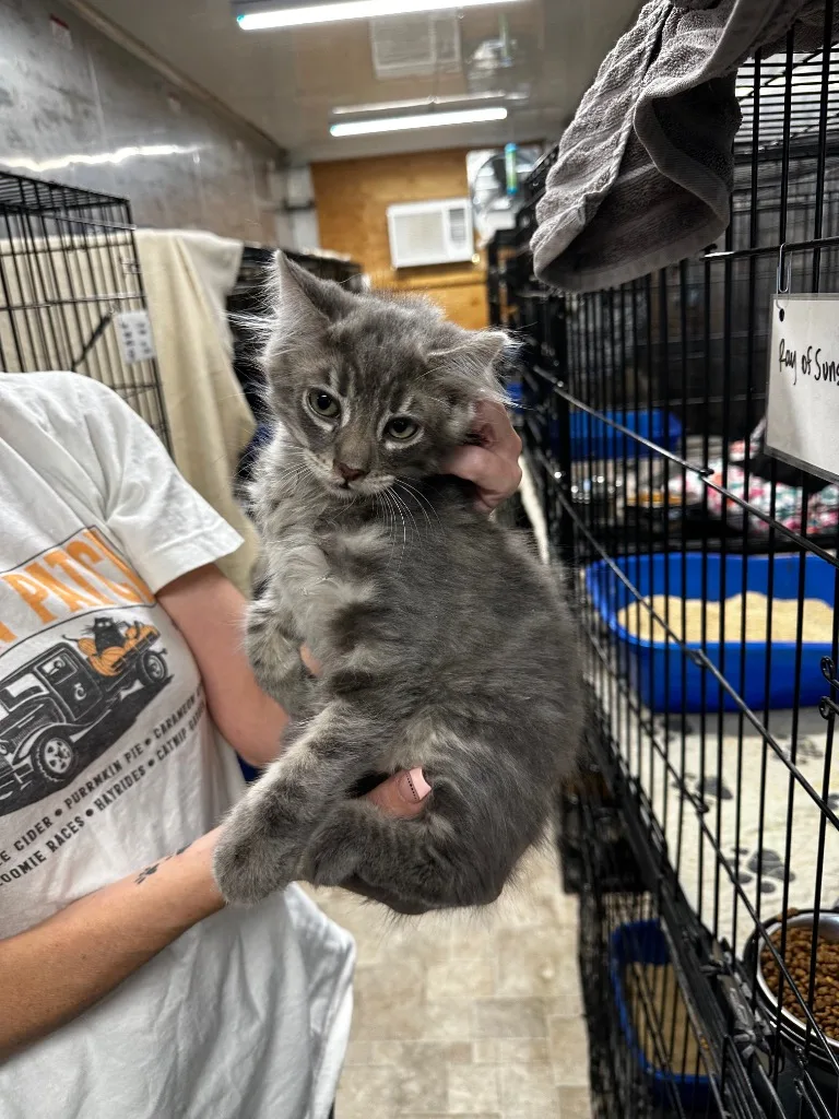 Pepperoncini thumbnail 2