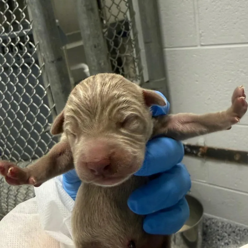 A baby small-sized male Brown / Chocolate Mixed Breed dog named Ryan for adoption in Greenville, SC