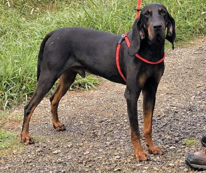A young large-sized male Black and Tan Coonhound dog named Zachariah for adoption in Leawood, KS