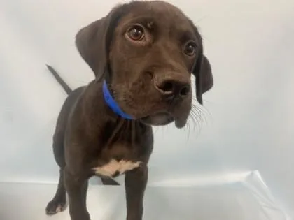A baby small-sized male Labrador Retriever dog named Vince for adoption in Coon Rapids, MN