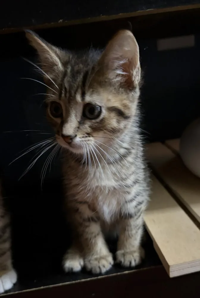 A baby small-sized male American Shorthair cat named Hamlin for adoption in Tampa, FL
