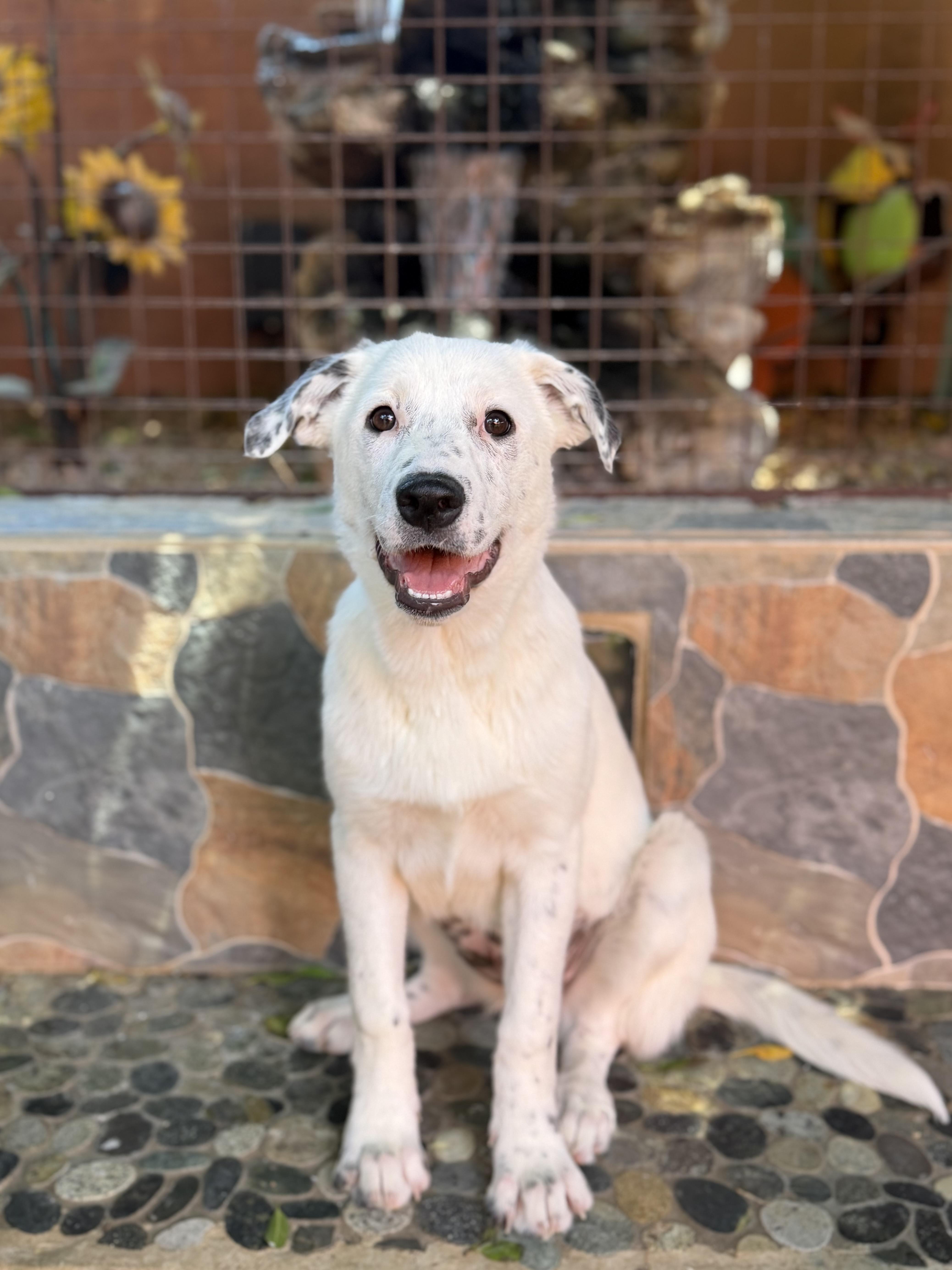 A young large-sized female White / Cream Great Pyrenees dog named Cleo for adoption in Glendale, AZ