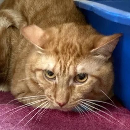 An adult large-sized male Orange / Red Domestic Short Hair cat named Goose for adoption in Lansing, MI