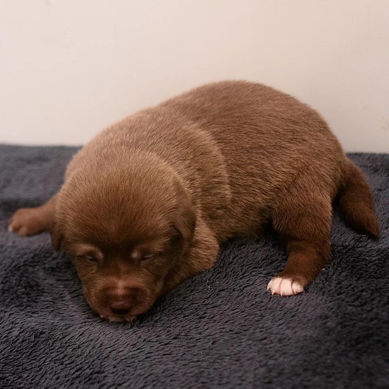 A baby small-sized female Brown / Chocolate Mixed Breed dog named Titiana for adoption in Chapel Hill, NC