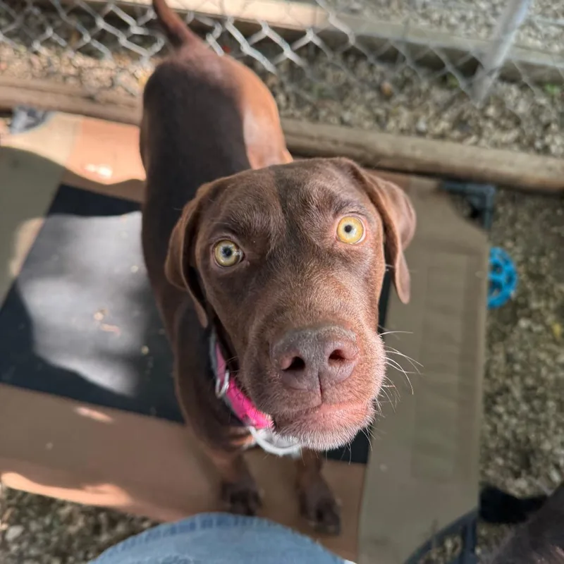 A young large-sized female Brown / Chocolate German Wirehaired Pointer dog named Millie for adoption in Madison, WI