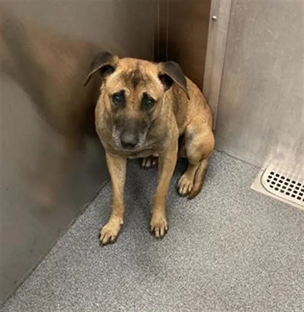 An adult medium-sized male Mixed Breed dog named Max for adoption in Dallas, TX