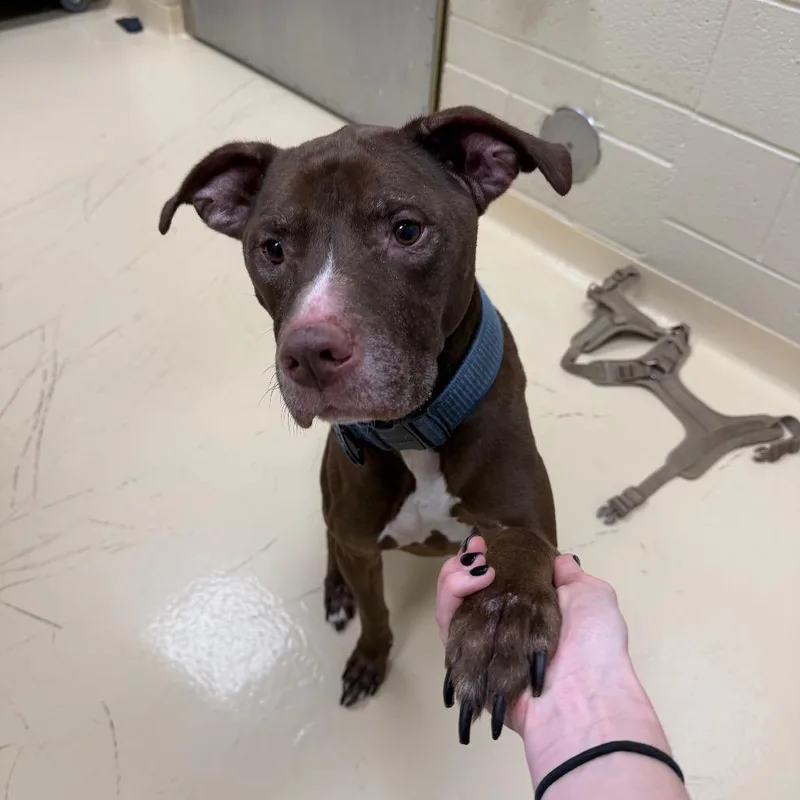 An adult medium-sized male Brown / Chocolate Mixed Breed dog named Tank for adoption in Winston-Salem, NC