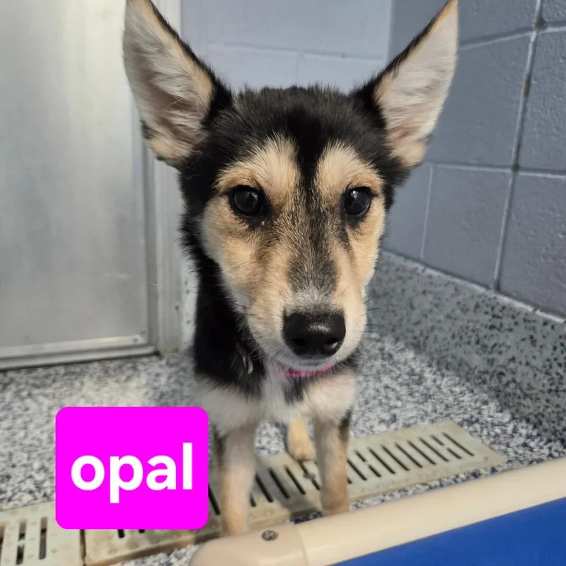 A young small-sized female Tricolor (Brown, Black, & White) German Shepherd Dog dog named Opal for adoption in Dillsburg, PA
