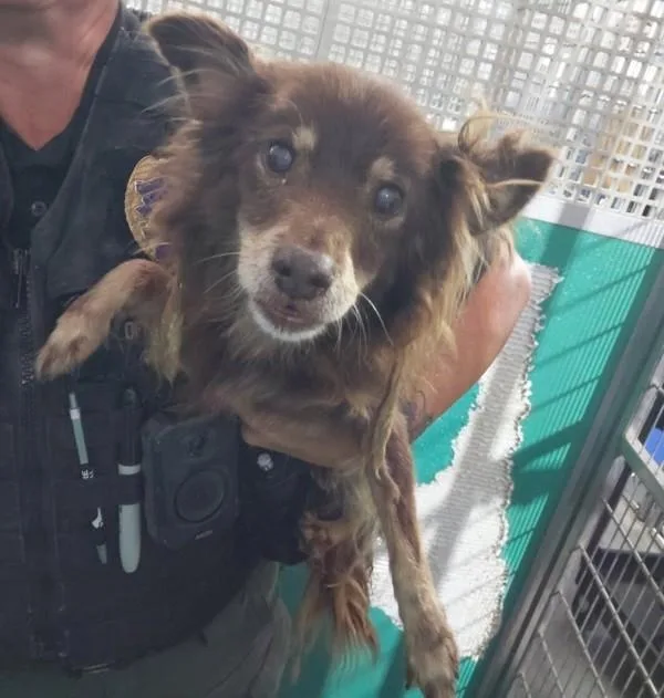 An adult medium-sized male Terrier dog named Max for adoption in Tulare, CA