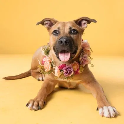 A young medium-sized female Mixed Breed dog named Nala for adoption in Atlanta, GA