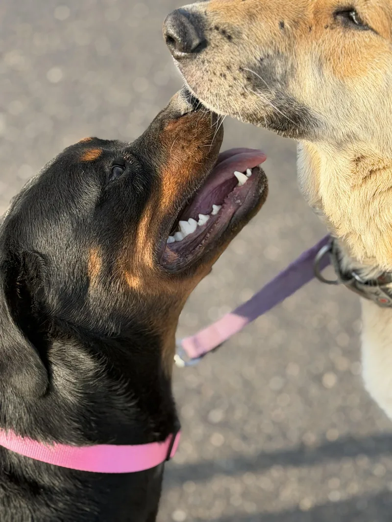 A young large-sized female Rottweiler dog named Rylee for adoption in Ramona, CA