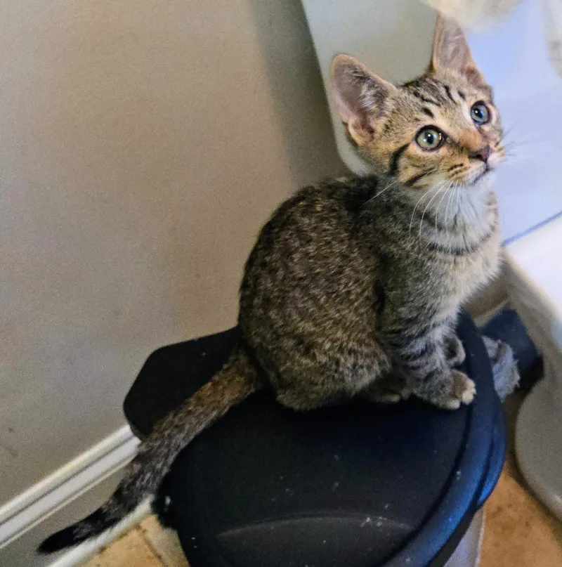 A baby medium-sized male Domestic Short Hair cat named Dive for adoption in Evans, GA