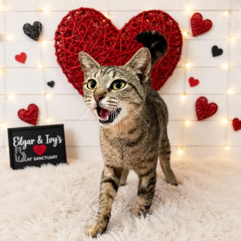 A young small-sized female Domestic Short Hair cat named Chloe for adoption in Corpus Christi, TX
