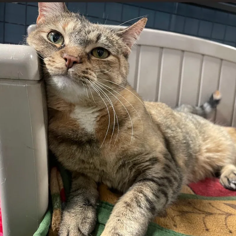 Sweetie Pie thumbnail 2